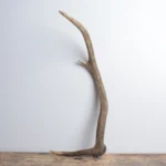 Elk Antler | Small Size | 165