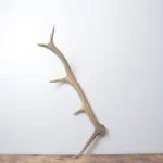Elk Antler | Small Size | 173