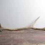 Elk Antler | Small Size | 40