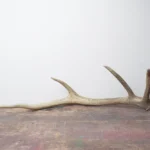Elk Antler | Small Size | 43