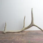Elk Antler | Small Size | 46
