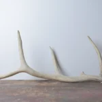 Elk Antler | Small Size | 49