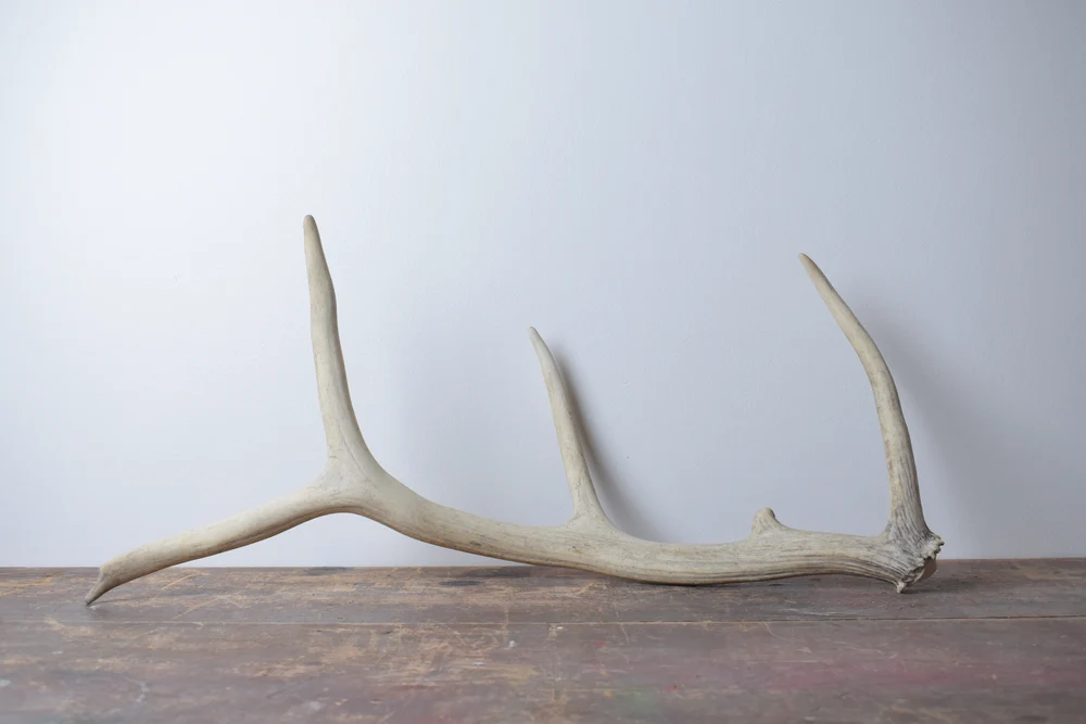 Elk Antler Small Size 49 Elk Antler | Small Size | 49 - Image 1