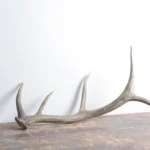 Elk Antler | Small Size | 60