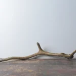 Elk Antler | Small Size | 61