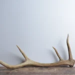 Elk Antler | Small Size | 62