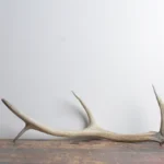 Elk Antler | Small Size | 64