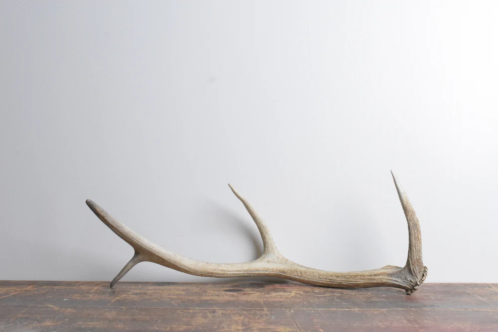 Elk-Antler-Small-Size-64 Elk Antler | Small Size | 64 - Image 1