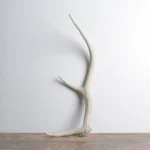 Elk Antler | Small Size | 66