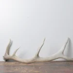 Elk Antler | Small Size | 68