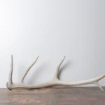 Elk Antler | Small Size | 70
