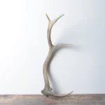 Elk Antler | Small Size | 74