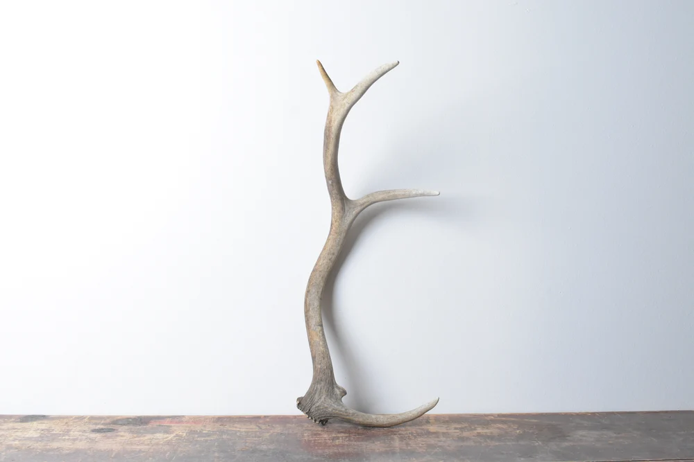 Elk-Antler-Small-Size-73 Elk Antler | Small Size | 73 - Image 1