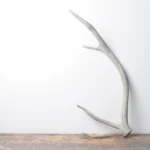 Elk Antler | Small Size | 77