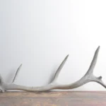 Elk Antler | Small Size | 83