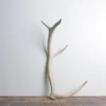 Elk Antler | Small Size | 86