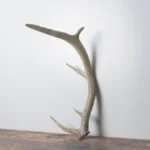 Elk Antler | Small Size | 87