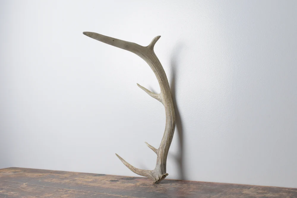 Elk-Antler-Small-Size-87 Elk Antler | Small Size | 87 - Image 1