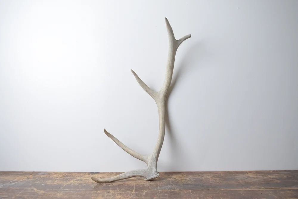 Elk-Antler-Small-Size-89 Elk Antler | Small Size | 89 - Image 1