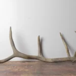 Elk Antler | Small Size | 91