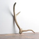 Elk Antler | Small Size | 94