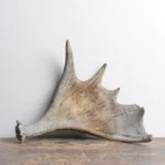 Moose Antler | 06