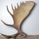 Moose Antler | Extra-Large | 13