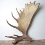 Moose Antler | Extra-Large | 14