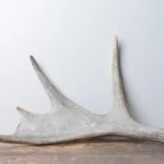 Moose Antler | Extra-Small Size | 12
