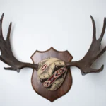 Moose Antler Mount | Mesa | 28