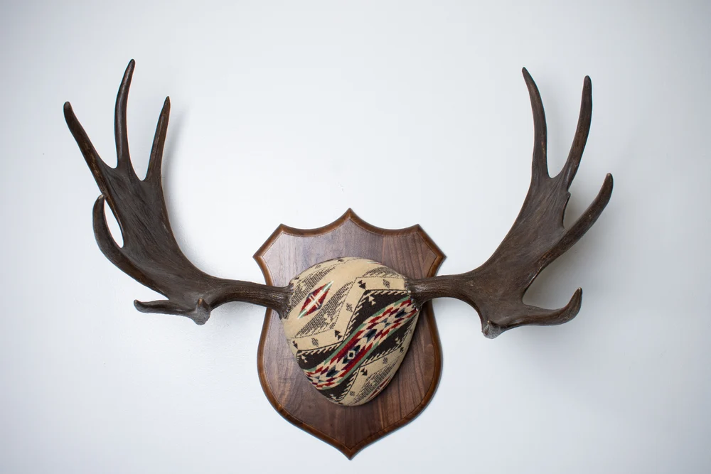 Moose-Antler-Mount-Mesa-28 Moose Antler Mount | Mesa | 28 - Image 1