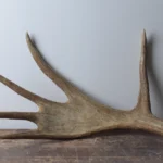 Moose Antler | Small Size | 01