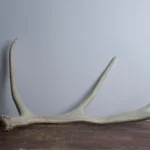 Moose Antler | Small Size | 02