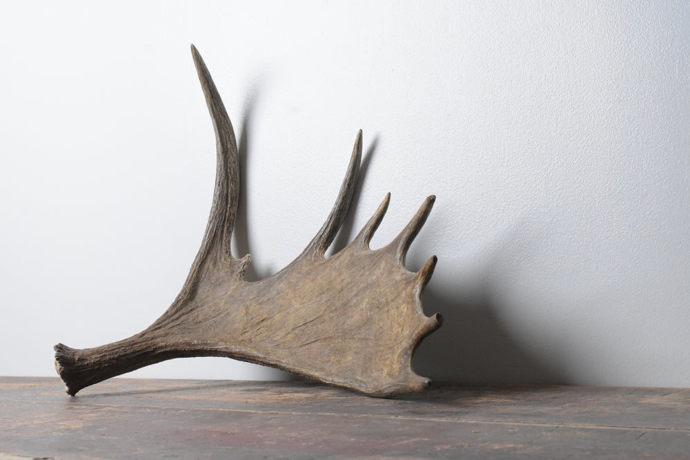 Moose-Antler-Small-Size-07 Moose Antler | Small Size | 07 - Image 1