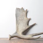 Moose Antler | Small Size | 09