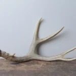 Mule Deer Antler | Medium | 13