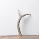 Mule Deer Antler | Extra-Small Size | 21