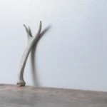 Mule Deer Antler | Extra-Small Size | 23