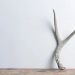 Mule Deer Antler | Extra-Small Size | 27