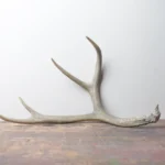 Mule Deer Antler | Large Size | 03