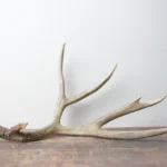 Mule Deer Antler | Large Size | 04
