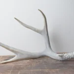 Mule Deer Antler | Large Size | 05