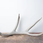 Mule Deer Antler | Large Size | 12