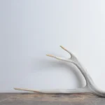 Mule Deer Antler | Large Size | 40