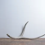 Mule Deer Antler | Large Size | 45