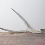 Mule Deer Antler | Medium Size | 01