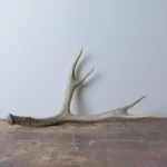Mule Deer Antler | Medium Size | 08