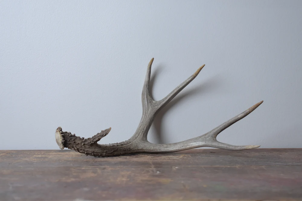 Mule-Deer-Antler-Medium-Size-11 Mule Deer Antler | Medium Size | 11 - Image 1