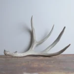 Mule Deer Antler | Medium Size | 16