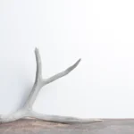 Mule Deer Antler | Medium Size | 22